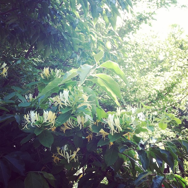 #Summer #honeysuckle this morning – the world is getting lush and gorgeous!! #junelove