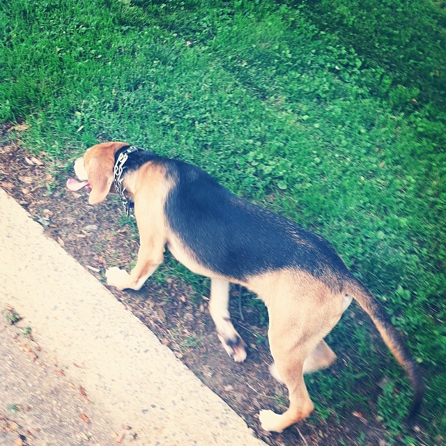 This pretty boy jumped a fence and started following me on my walk this morning…fortunately we found out where he came from and got him back home!! #charliethedog #gohomedoggie #soundslikeachildrensbook #morningwalk