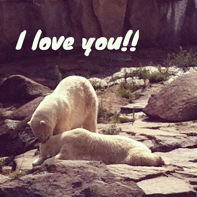 Eisbar (#polarbear) love at the #Berlin #zoo!! #tooadorable!!!!!️