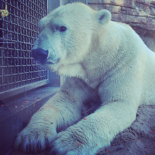 Birthday at the zoo with a life-sized version of my first stuffed animal!! ️ #birthday2014 #sandiego #zoo